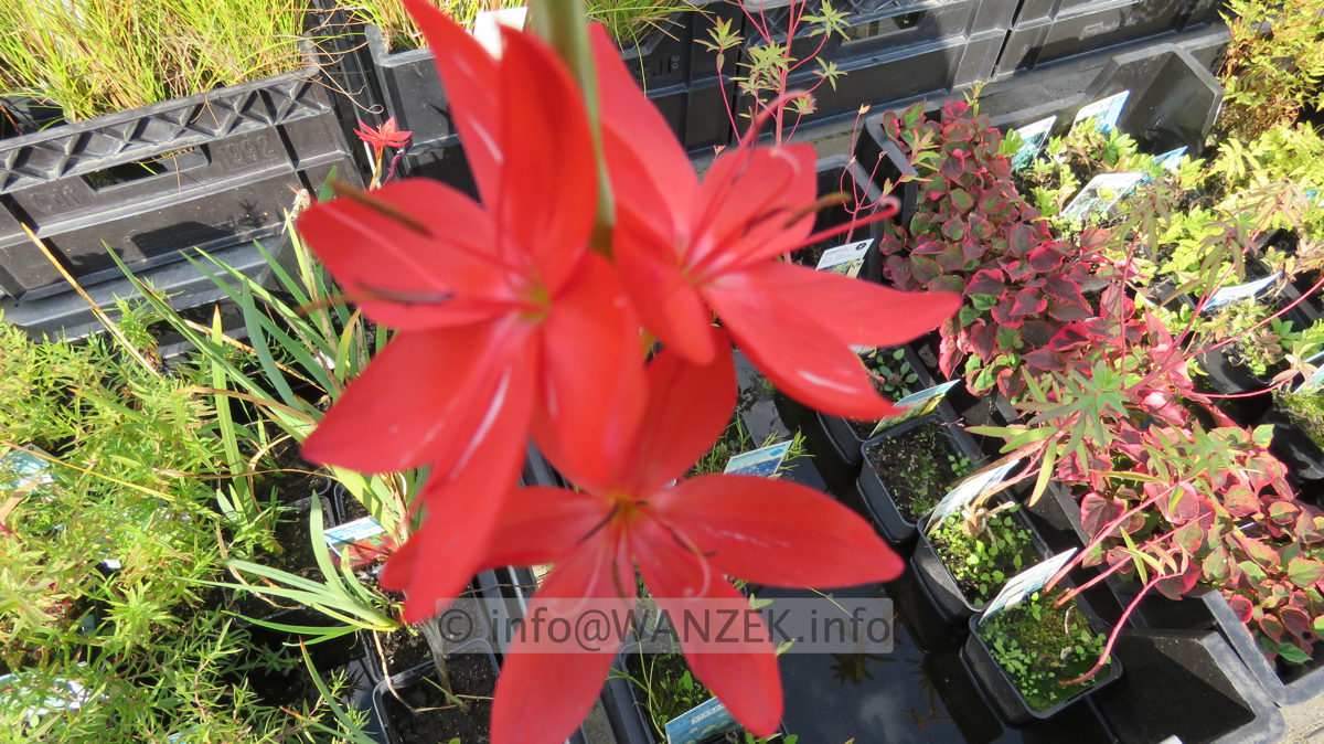 Houttuynia cordata Chamaeleon rechts.JPG